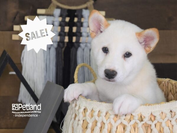 Shiba Inu-DOG-Male-Cream-4097-Petland Lee's Summit, MO