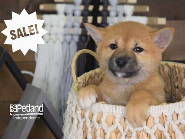 Shiba Inu-DOG-Female-Sable-4118-Petland Lee's Summit, MO