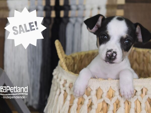 Jack Chi-DOG-Female-Black and White-4178-Petland Lee's Summit, MO