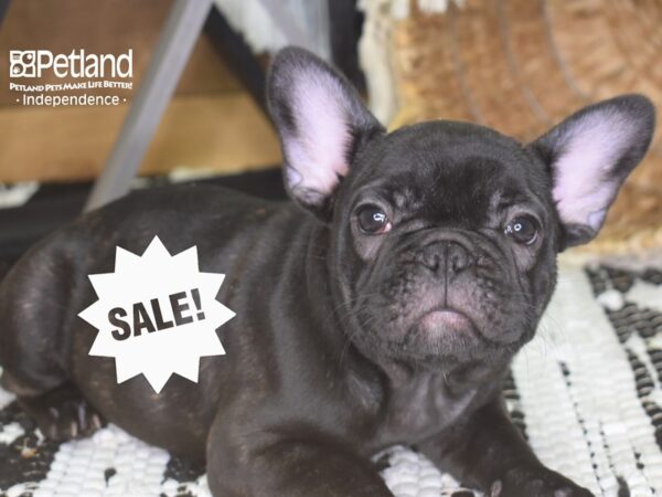 French Bulldog-DOG---4171-Petland Lee's Summit, MO