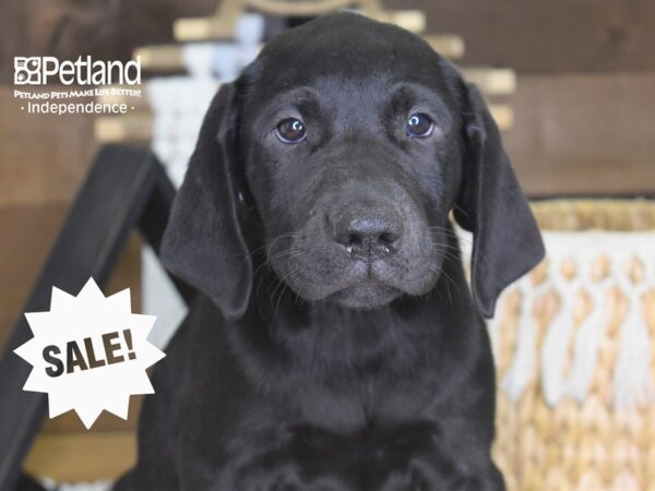 Labrador Retriever-DOG-Male-Black-4203-Petland Lee's Summit, MO
