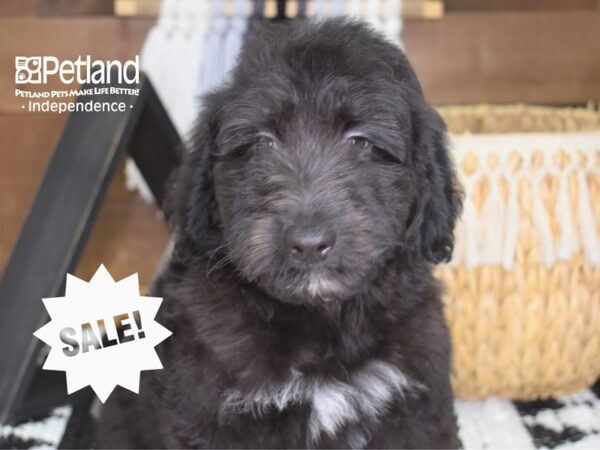 Miniature Aussiedoodle-DOG-Male-Black-4247-Petland Lee's Summit, MO