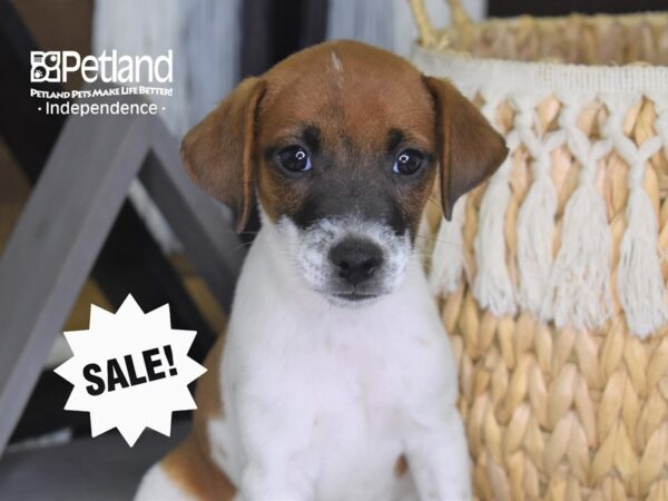 Jack Russell Terrier-DOG-Male-Brown & White-4237-Petland Lee's Summit, MO