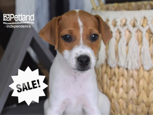 Jack Russell Terrier-DOG-Male--4238-Petland Lee's Summit, MO