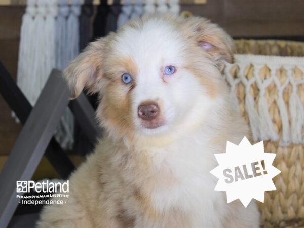 Toy Australian Shepherd-DOG-Male-Red Merle-4194-Petland Lee's Summit, MO