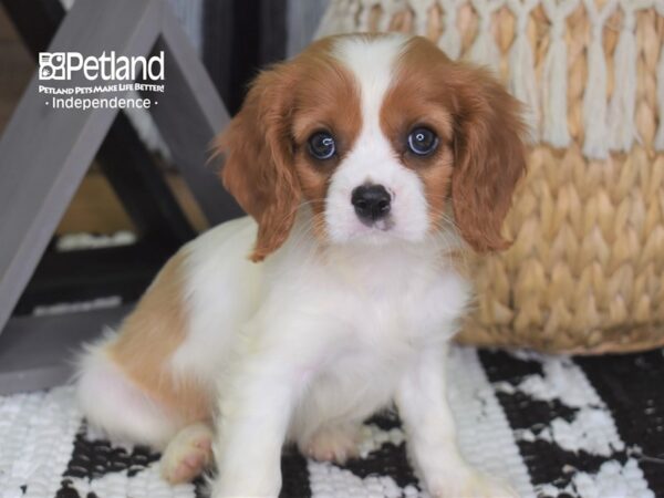 Cavalier King Charles Spaniel-DOG-Male-Blenheim-4293-Petland Lee's Summit, MO