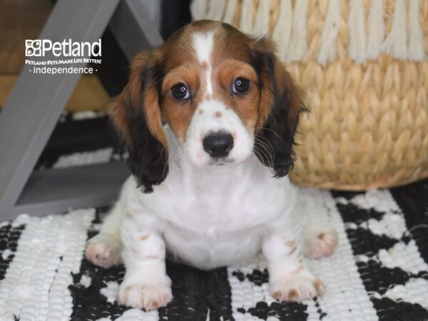 Dachshund-DOG-Female-Red Piebald-4287-Petland Lee's Summit, MO