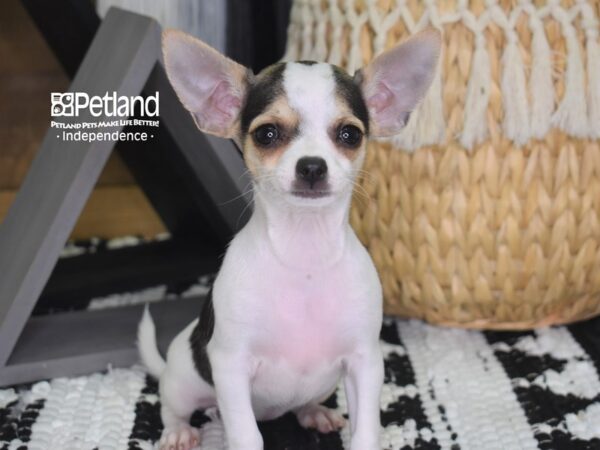 Chihuahua-DOG-Female--4297-Petland Lee's Summit, MO