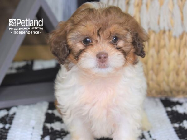 Shih Poo-DOG-Female-Red and White-4290-Petland Lee's Summit, MO