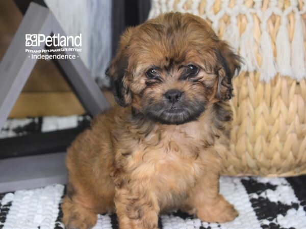 Shih Poo-DOG-Female-Red-4289-Petland Lee's Summit, MO