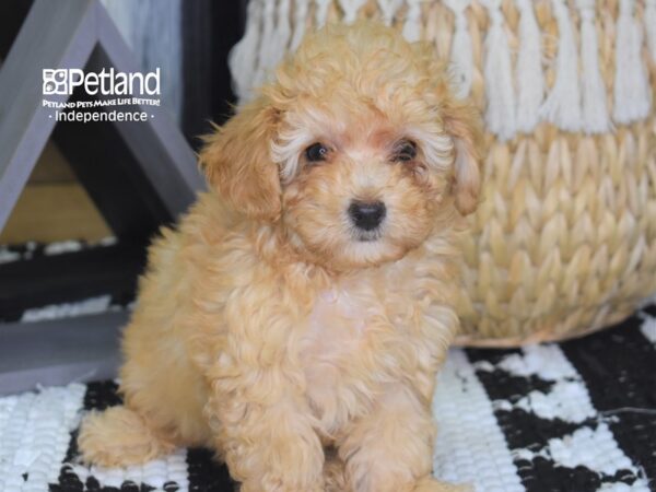 Toy Poodle-DOG-Male-Apricot-4294-Petland Lee's Summit, MO