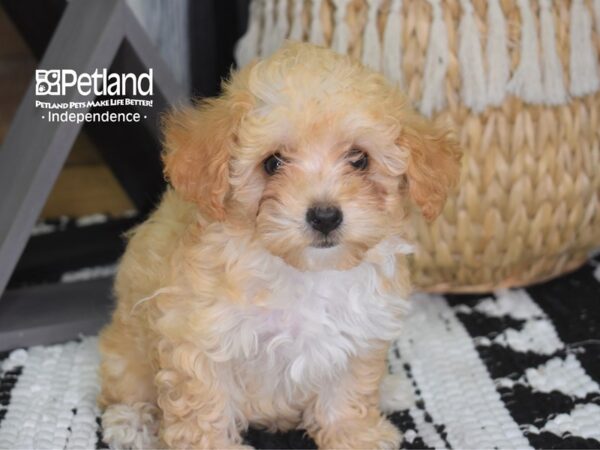 Toy Poodle-DOG-Female-Apricot-4296-Petland Lee's Summit, MO