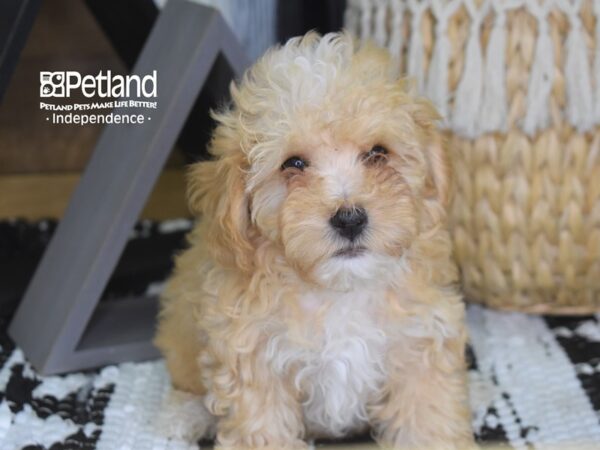 Toy Poodle-DOG-Male-Apricot-4295-Petland Lee's Summit, MO