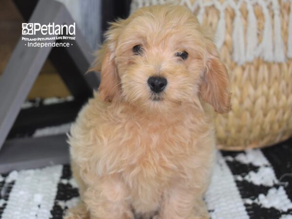 Miniature Goldendoodle 2nd Gen-DOG-Female-Golden-4300-Petland Lee's Summit, MO