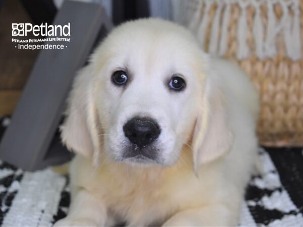 Golden Retriever-DOG-Female-Light Golden-4311-Petland Lee's Summit, MO