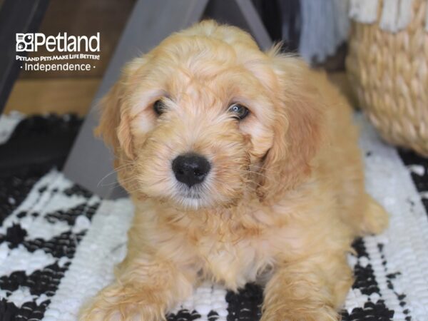 Miniature Goldendoodle-DOG-Male-Golden-4312-Petland Lee's Summit, MO