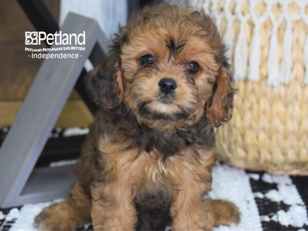 Cavapoo-DOG-Female--4302-Petland Lee's Summit, MO