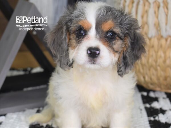 Cavapoo-DOG-Female--4304-Petland Lee's Summit, MO