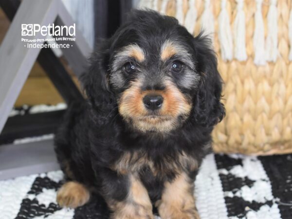 Cavapoo-DOG-Female--4303-Petland Lee's Summit, MO