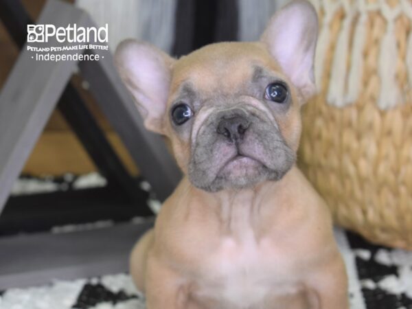 French Bulldog-DOG-Male-Blue Fawn-4310-Petland Lee's Summit, MO