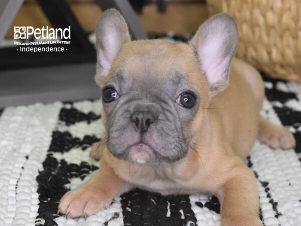 French Bulldog-DOG-Male-Blue Fawn-4309-Petland Lee's Summit, MO