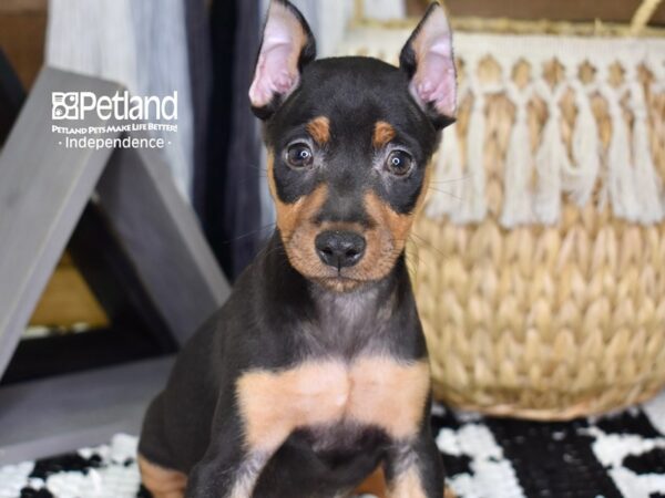 Miniature Pinscher-DOG-Male-Black and Tan-4316-Petland Lee's Summit, MO