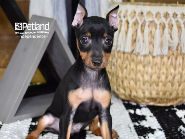 Miniature Pinscher-DOG-Male--4305-Petland Lee's Summit, MO