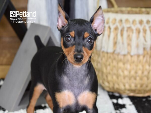 Miniature Pinscher-DOG-Female-Black and Tan-4319-Petland Lee's Summit, MO