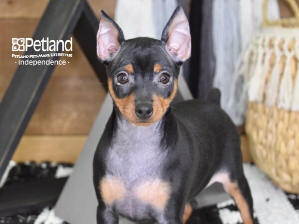Miniature Pinscher-DOG-Female-Black and Tan-4318-Petland Lee's Summit, MO