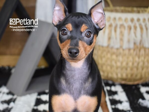 Miniature Pinscher-DOG-Female-Black and Tan-4317-Petland Lee's Summit, MO