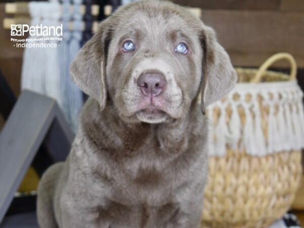 Labrador Retriever-DOG-Male-Silver-4321-Petland Lee's Summit, MO