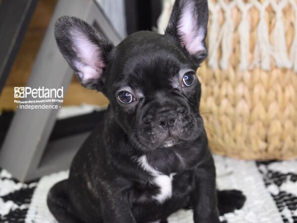 French Bulldog-DOG-Male-Black Brindle-4327-Petland Lee's Summit, MO