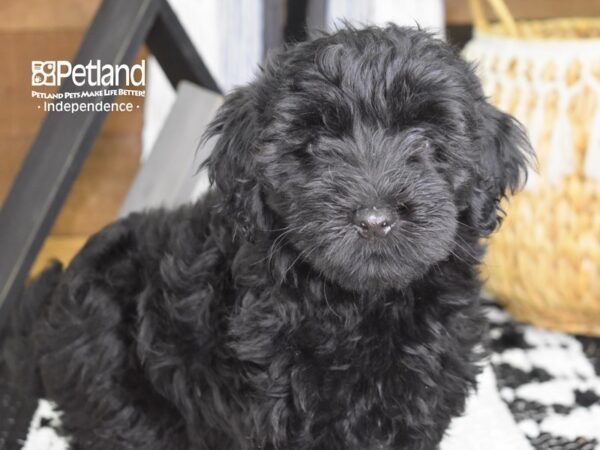Havapoo-DOG-Male-Black-4325-Petland Lee's Summit, MO