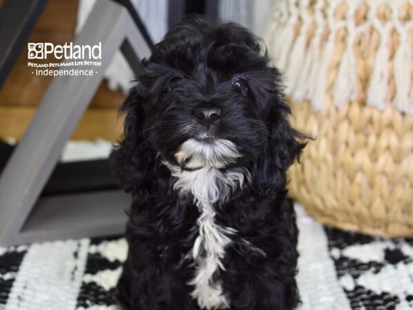 Cockapoo-DOG-Female-Black-4324-Petland Lee's Summit, MO