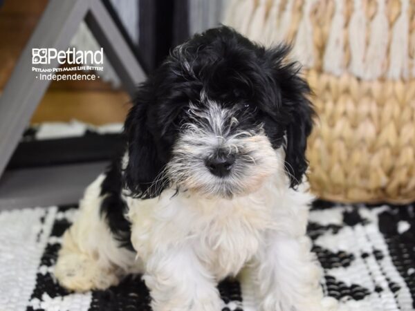 Cockapoo-DOG-Female-Black & White-4323-Petland Lee's Summit, MO