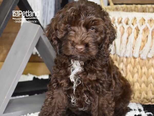 Cockapoo-DOG-Male-Chocolate-4322-Petland Lee's Summit, MO