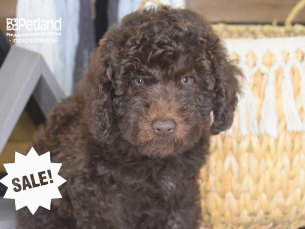 Miniature Goldendoodle-DOG-Female-Chocolate-4184-Petland Lee's Summit, MO