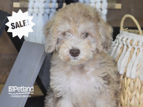 Miniature Goldendoodle-DOG-Female-Chocolate Merle-4183-Petland Lee's Summit, MO