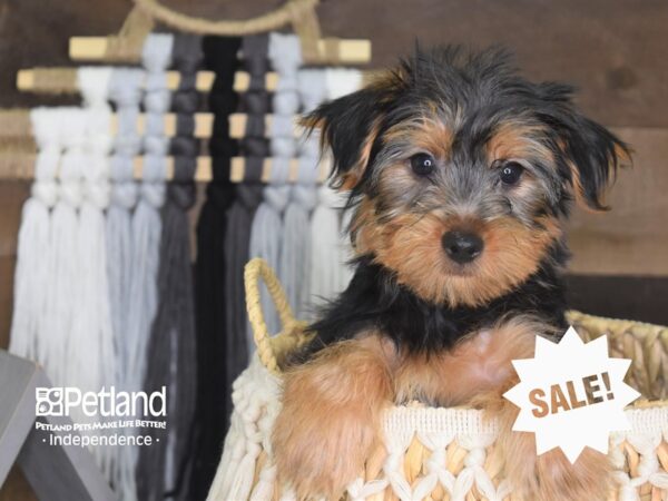 Yorkshire Terrier-DOG-Male-Black and Tan-4201-Petland Lee's Summit, MO