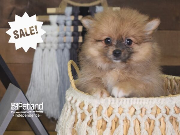 Pomeranian-DOG-Female-Merle Sable-4156-Petland Lee's Summit, MO