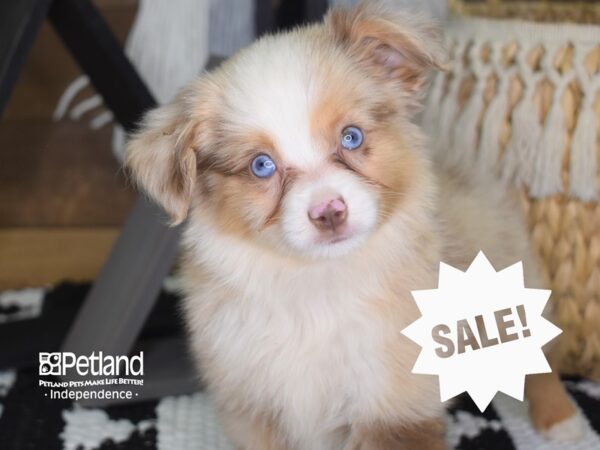 Toy Australian Shepherd-DOG-Male-Red Merle-4195-Petland Lee's Summit, MO