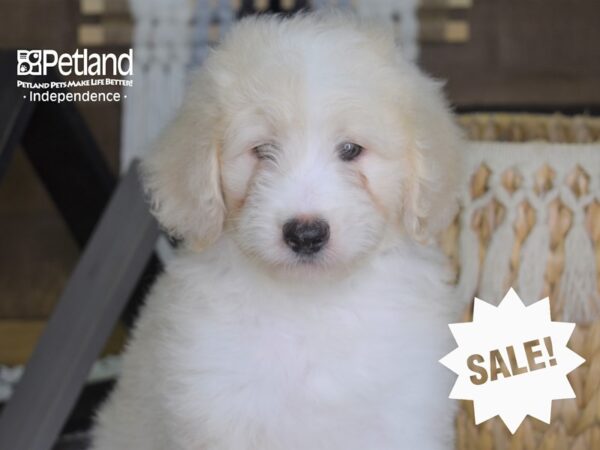 Miniature Aussiedoodle-DOG-Male-Cream-4246-Petland Lee's Summit, MO