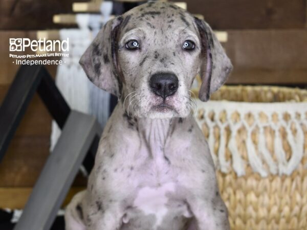 Great Dane-DOG-Female-Merle-4328-Petland Lee's Summit, MO