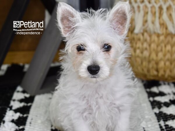 West Highland White Terrier-DOG-Female-White-4329-Petland Lee's Summit, MO