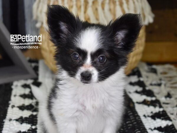 Papillon-DOG-Female-Black and White-4315-Petland Lee's Summit, MO