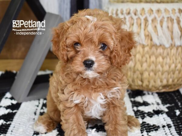 Cavapoo-DOG-Male-Red & White-4335-Petland Lee's Summit, MO