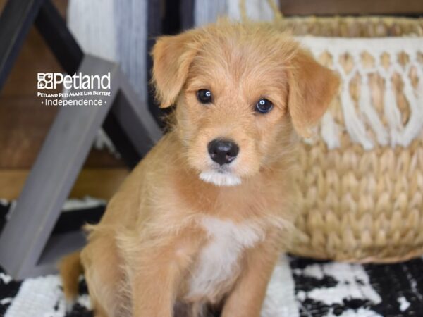 Shibapoo-DOG-Male-Red-4334-Petland Lee's Summit, MO