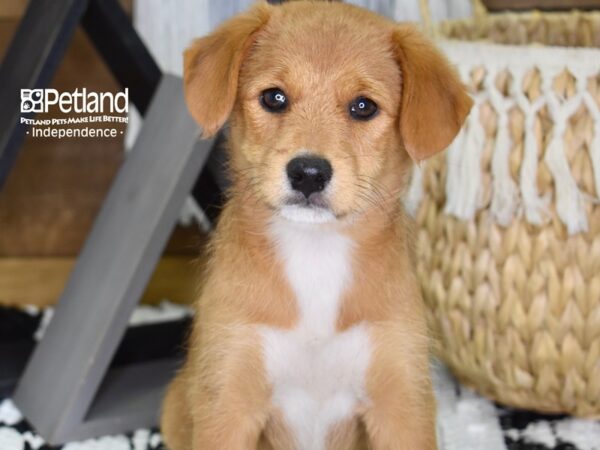 Shibapoo-DOG-Female-Red-4333-Petland Lee's Summit, MO