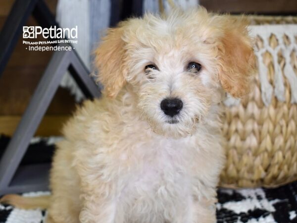 Miniature Goldendoodle 2nd Gen-DOG-Female-Golden-4337-Petland Lee's Summit, MO