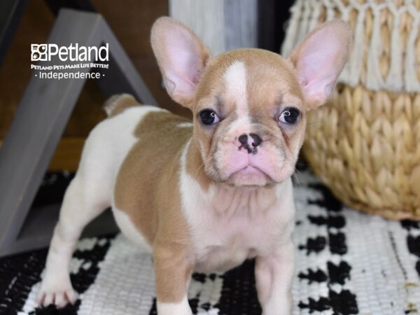 French Bulldog-DOG-Female-Fawn Piebald-4356-Petland Lee's Summit, MO